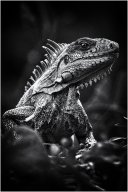 _dsc2917 nb 1920